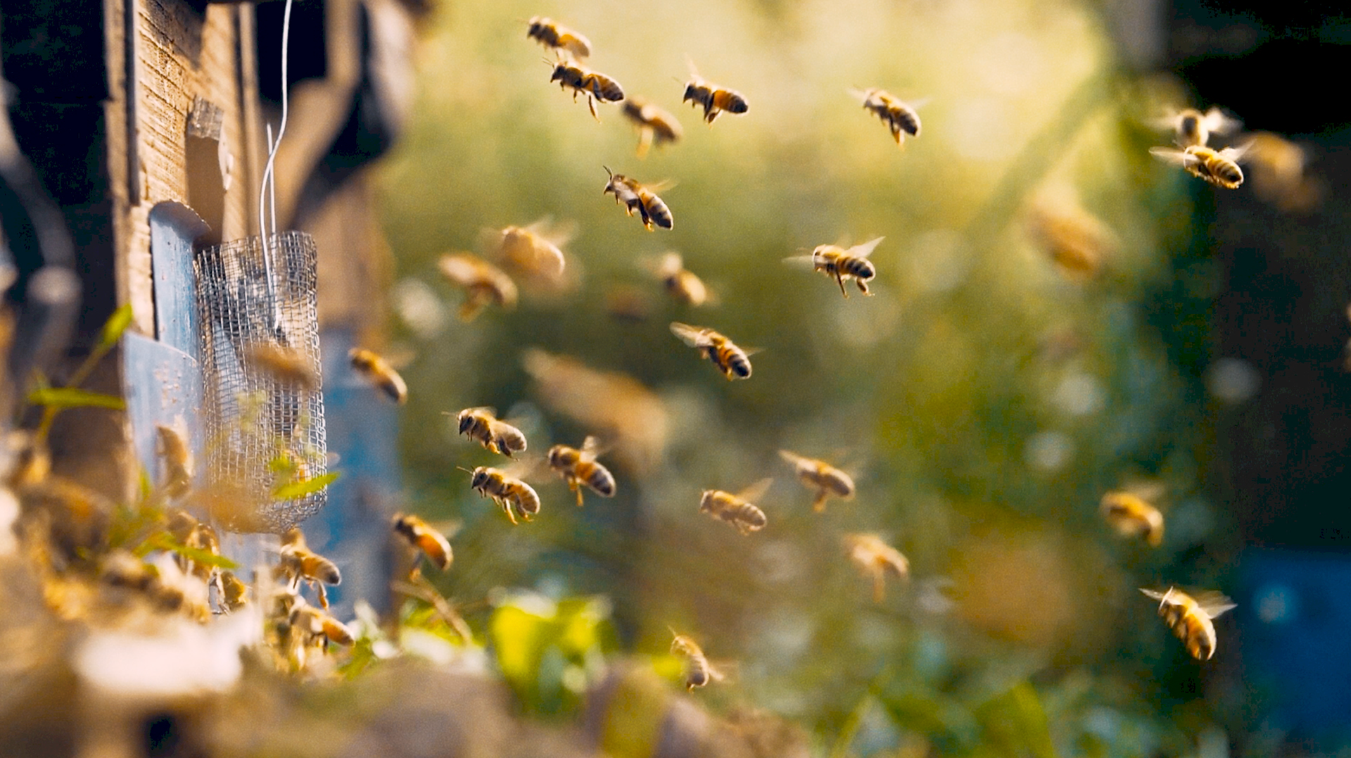Ocean Spray X Nature project image
